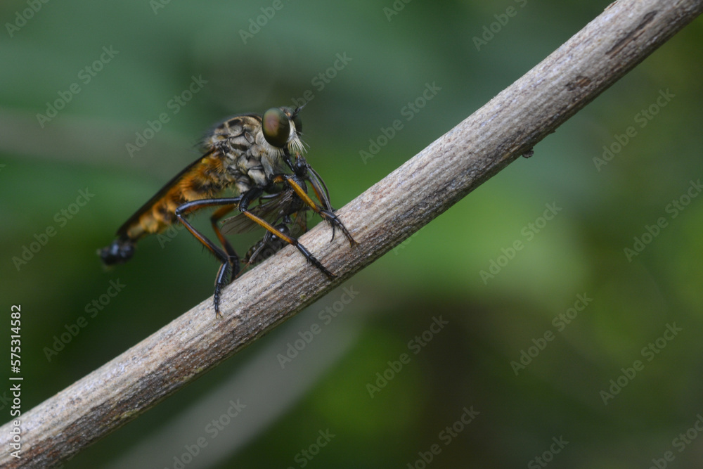robber fly tiger perched on a tree branch eating insects robber fly tiger perched on a tree branch eating insects