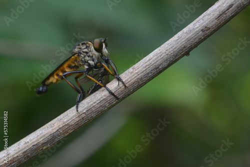 robber fly tiger perched on a tree branch eating insects photo