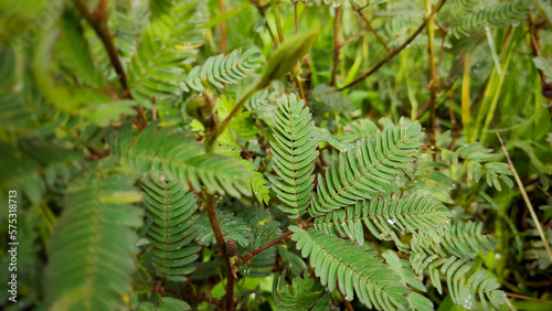 The Wondrous Movement of Mimosa Pudica: A Gallery of Seismonastic Images