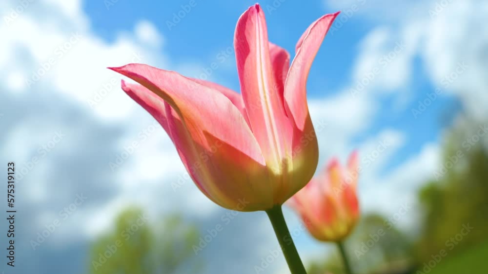 LOW ANGLE VIEW, DOF: Beautiful pink colored tulip flower blooming in early spring. Flowering herald of springtime swaying in gentle wind on a warm sunny day. Iconic spring flower enlivens home garden. LOW ANGLE VIEW, DOF: Beautiful pink colored tulip flower blooming in early spring. Flowering herald of springtime swaying in gentle wind on a warm sunny day. Iconic spring flower enlivens home garden.