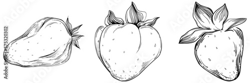 Strawberry Hand drawn outline with transparent background. Vector