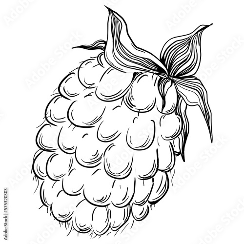 Strawberry Hand drawn outline with transparent background. Vector