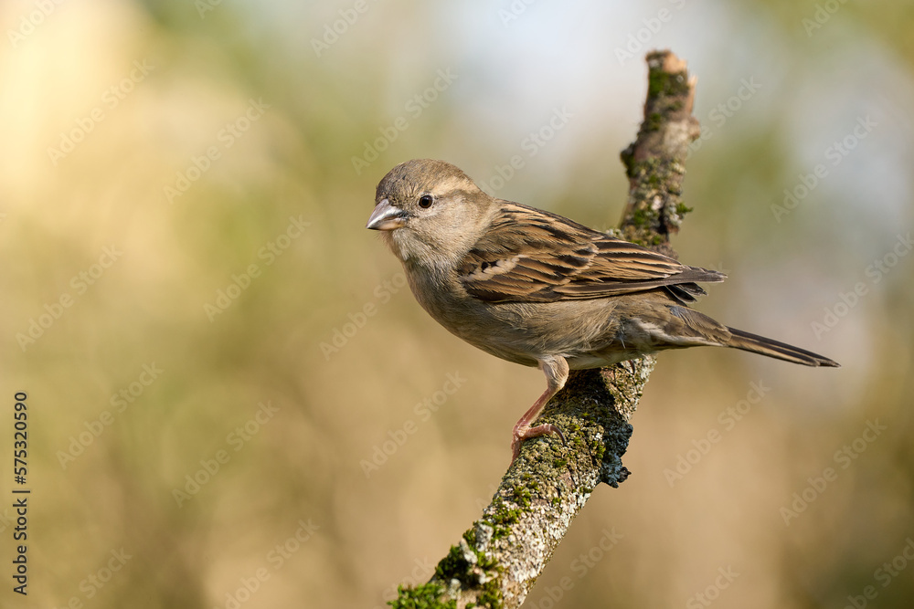Haussperling auf Ast Haussperling auf Ast