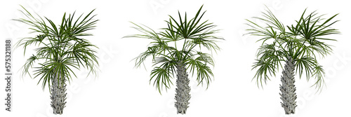 palm tree isolated on white, photoreal render © Gbor