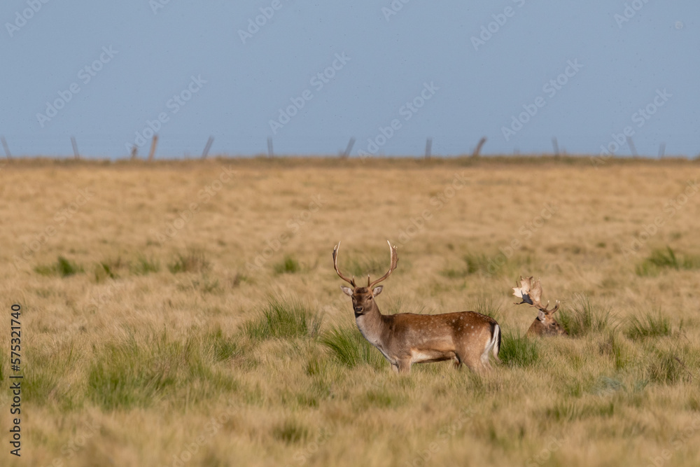 Fototapeta premium DEER