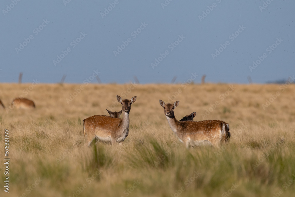 Fototapeta premium DEER