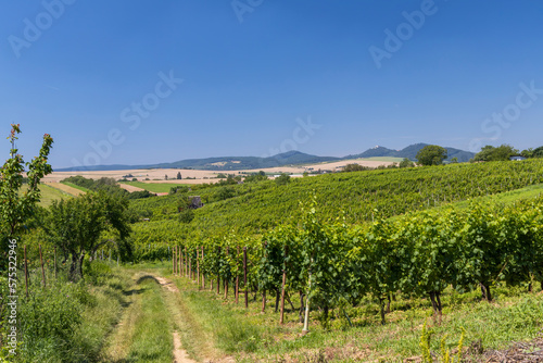 Landscape with vineyards and Buchlov castle  Slovacko  Southern Moravia  Czech Republic