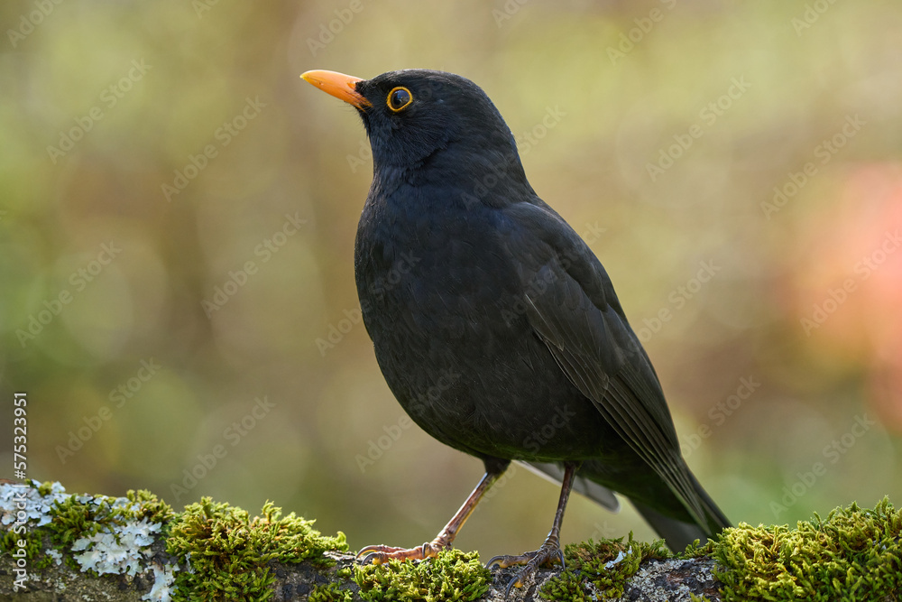 Amsel auf Ast