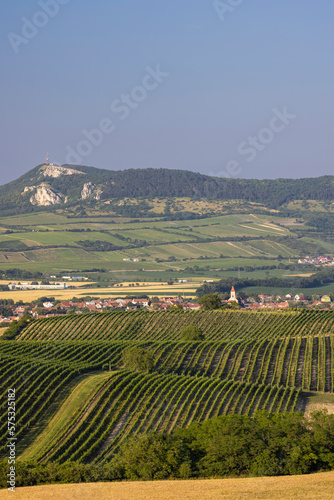 Vineyards under Palava   Southern Moravia  Czech Republic