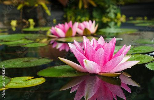 Water lily flower in shades of pink with green leaves in a pool of water  shallow depth of field.