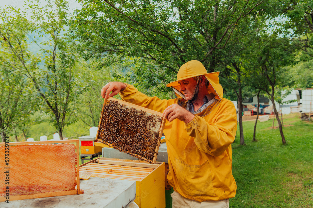 Senior beekeeper checking how the honey production is progressing. Photo of a beekeeper with a comb of honey