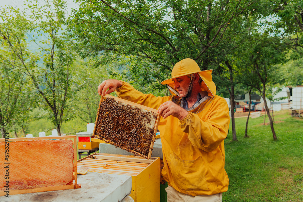 Senior beekeeper checking how the honey production is progressing. Photo of a beekeeper with a comb of honey Senior beekeeper checking how the honey production is progressing. Photo of a beekeeper with a comb of honey