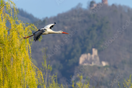 White stork (ciconia ciconia), early spring near Hunawihr, Alsace, France © Richard Semik