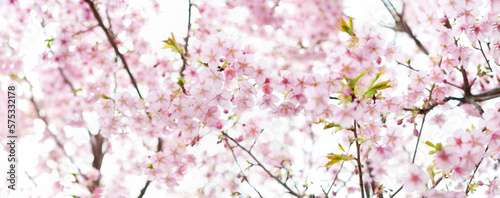 満開の桜の花 河津桜 日本の春 パノラマ