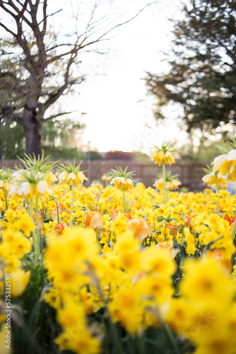 Tulpen und Narzissen 