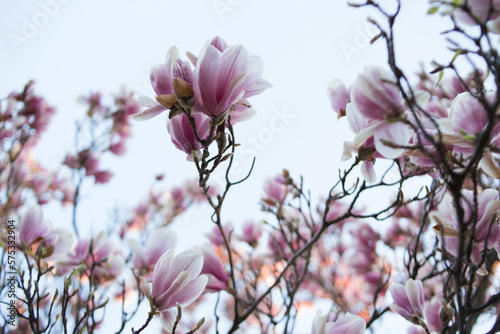 Blüte einer Magnolie © Rainer