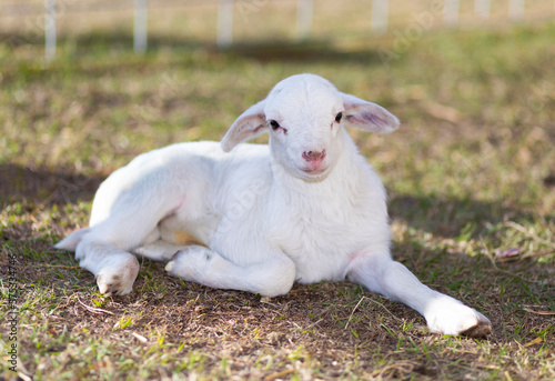 Happy Katahdin sheep lamb laying on grass