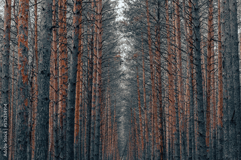 Obraz premium A country road in a pine forest in autumn.