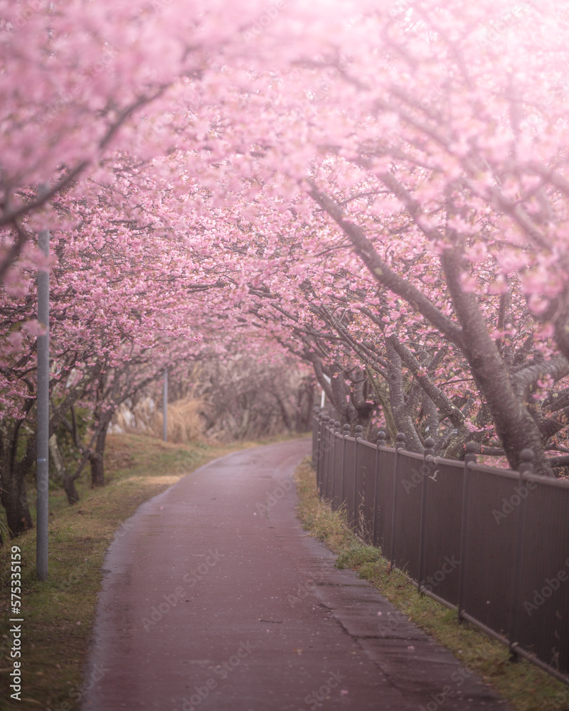 Fototapeta premium 静岡県 河津桜まつり 桜トンネル