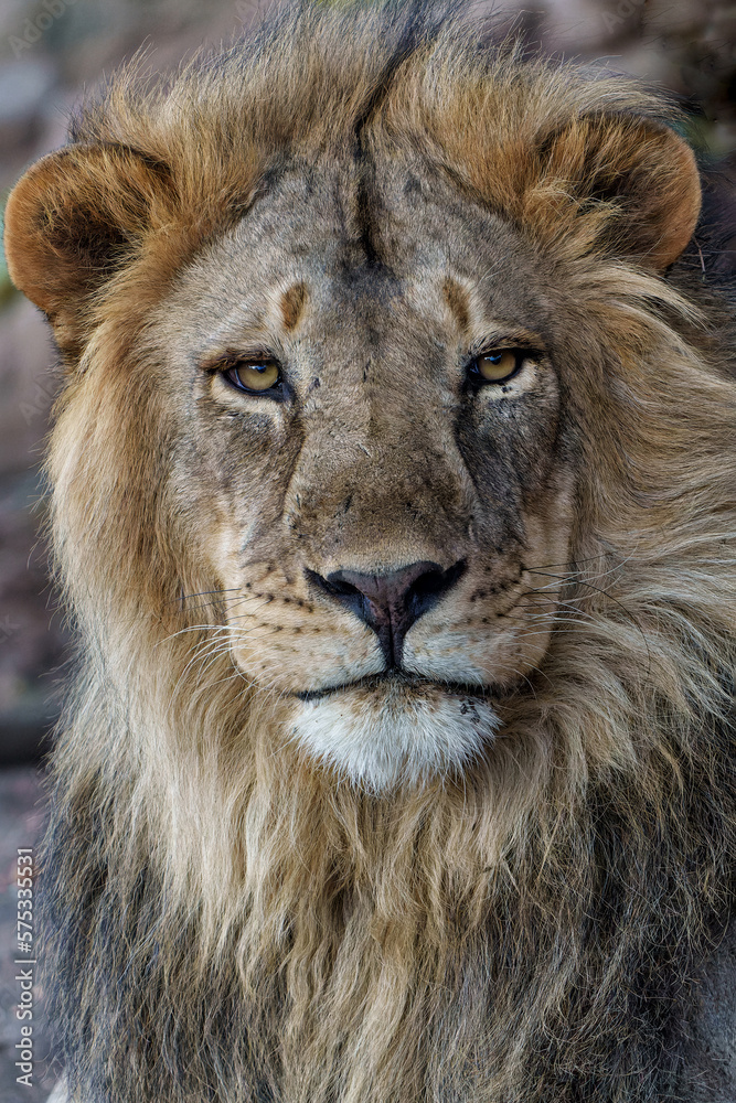Portrait of a Lion (Panthera leo) male in a Mashatu Game Reserve in the Tuli Block in Botswana