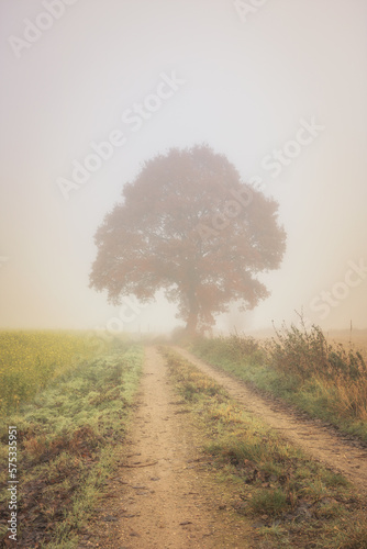 farmer's road leading past an oak tree on a foggy autumn morning