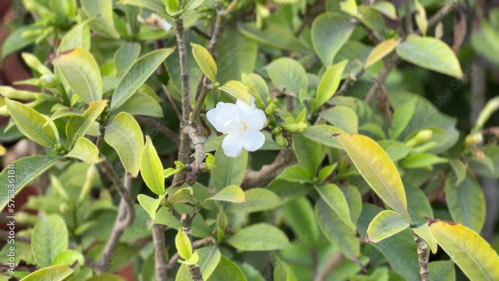 Small flower on a background of leaves close-up Small flower on a background of leaves close-up