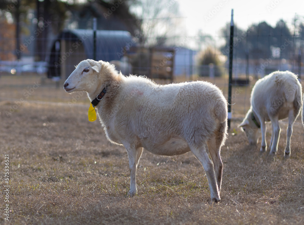 Large sheep with the sun low in the sky Large sheep with the sun low in the sky