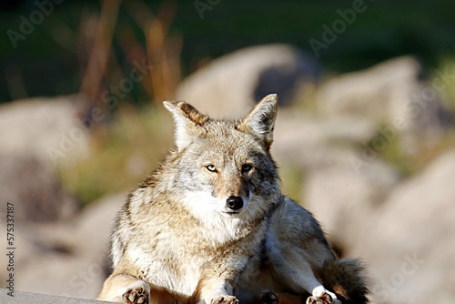 coyote