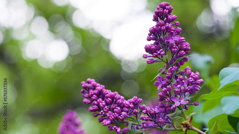 Fototapeta premium Lilac blossom flowers spring view. Spring lilac flowers. Lilac blooms. A beautiful bunch of lilac. floral spring background. delicate fragrant flowers, in the garden or park. close-up