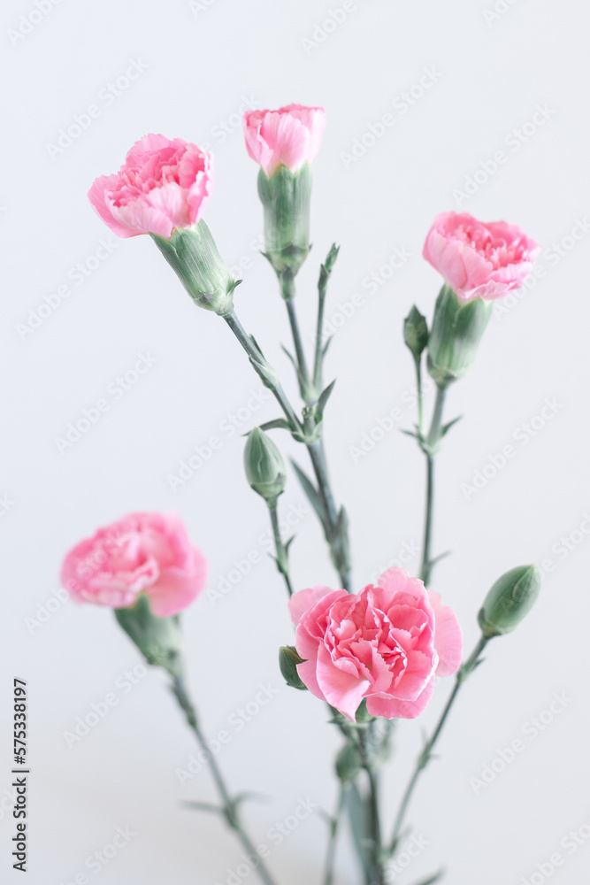 Bouquet of small flowers on a white background. Photo of a carnation with blur. Vertical picture for a phone screensaver.