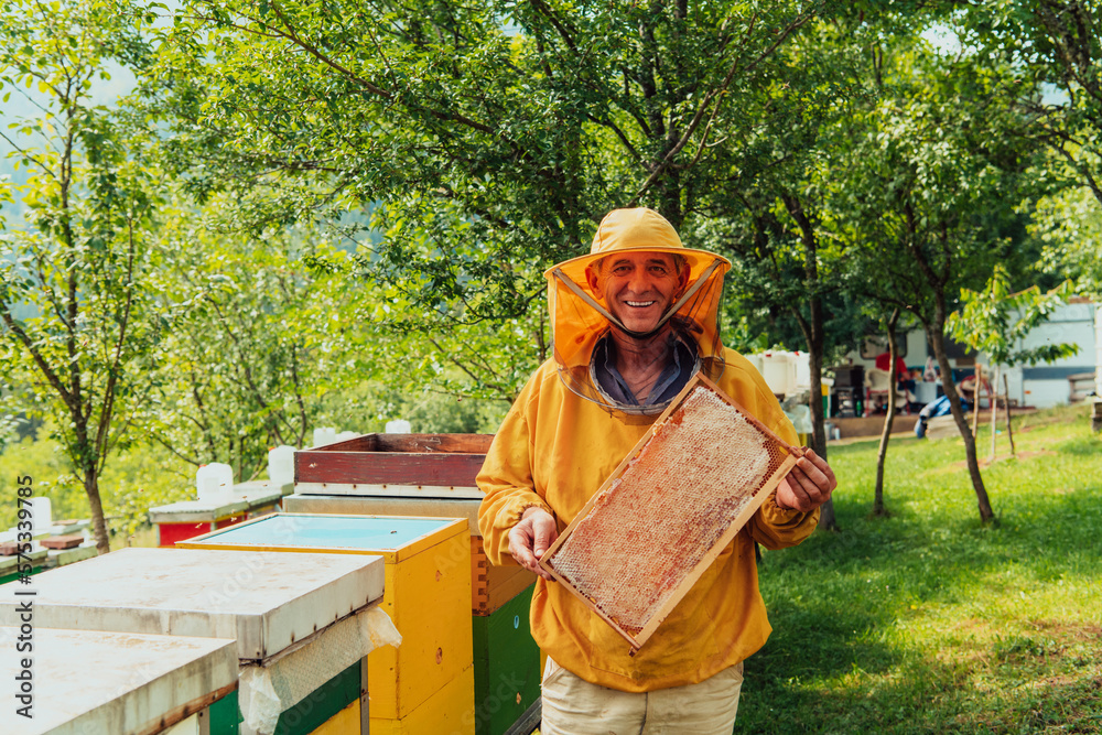 Senior beekeeper checking how the honey production is progressing. Photo of a beekeeper with a comb of honey Senior beekeeper checking how the honey production is progressing. Photo of a beekeeper with a comb of honey