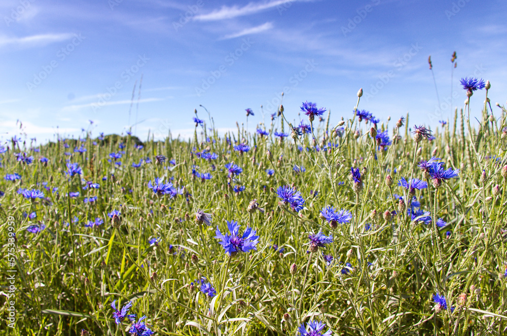 Auf Der Wiese Blüht Ein Kleines Blümelein blume, frühling, natur, pflanze, krokus, aufblühen, schönheit, blau