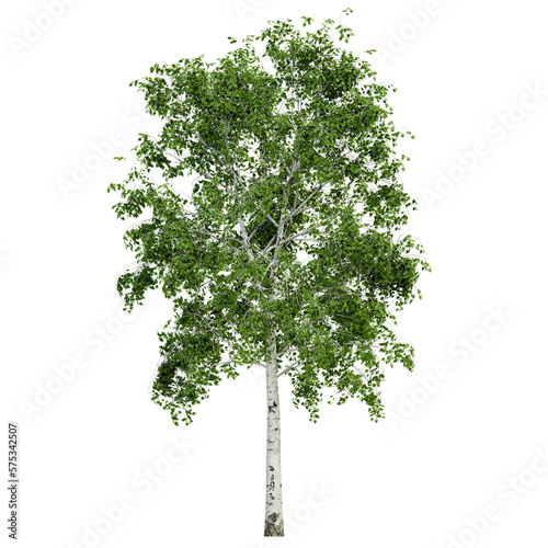 tree isolated on white background, 3d render