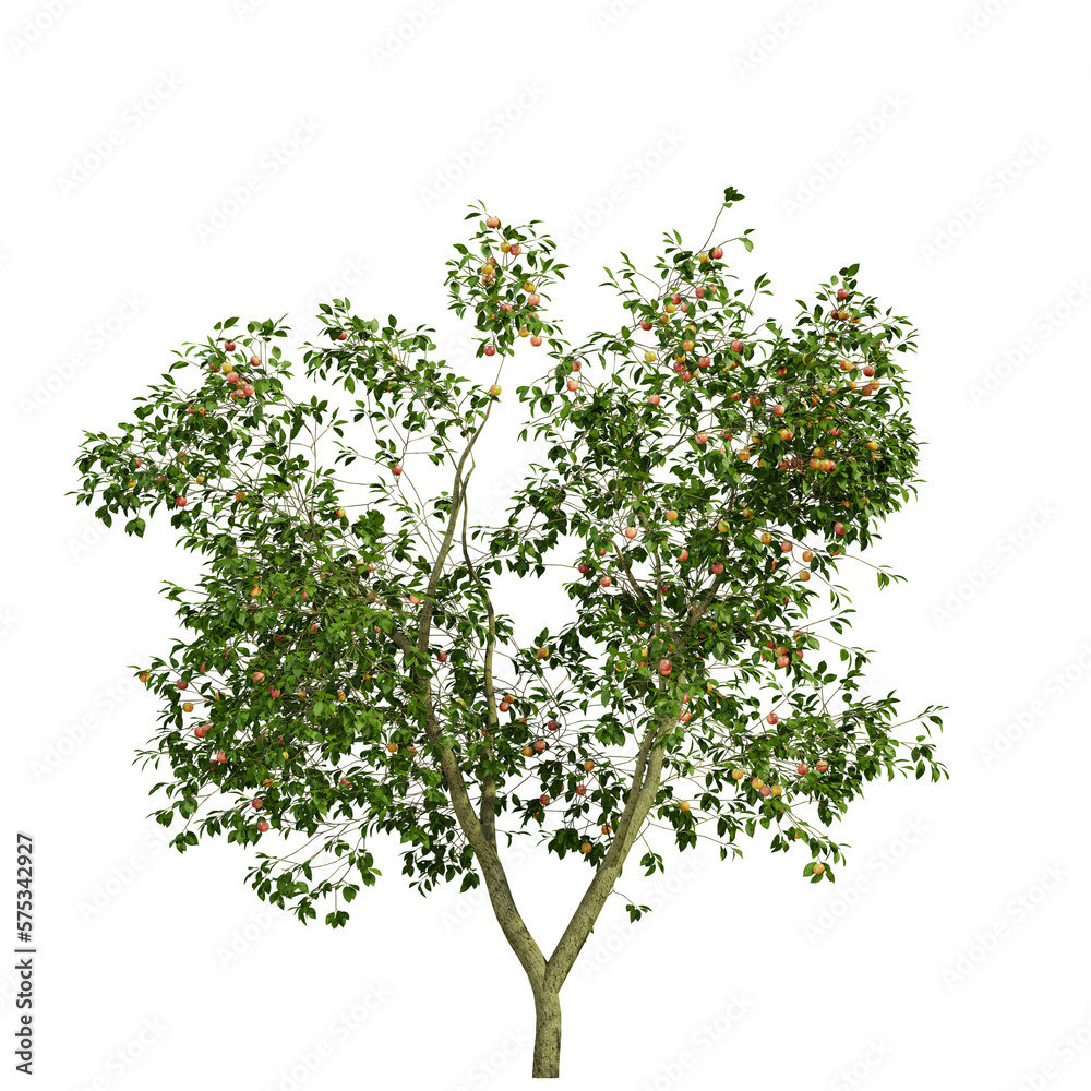 tree isolated on white background, 3d render
