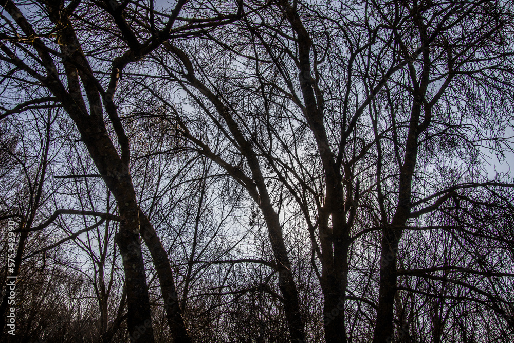 arbre arbre