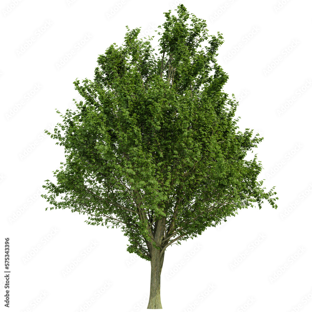 Obraz premium tree isolated on white background, 3d render
