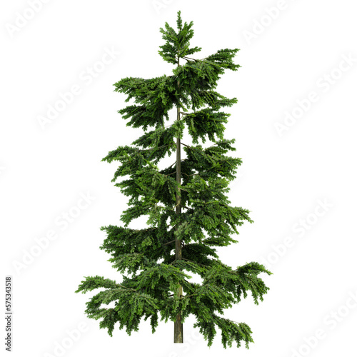 tree isolated on white background  3d render