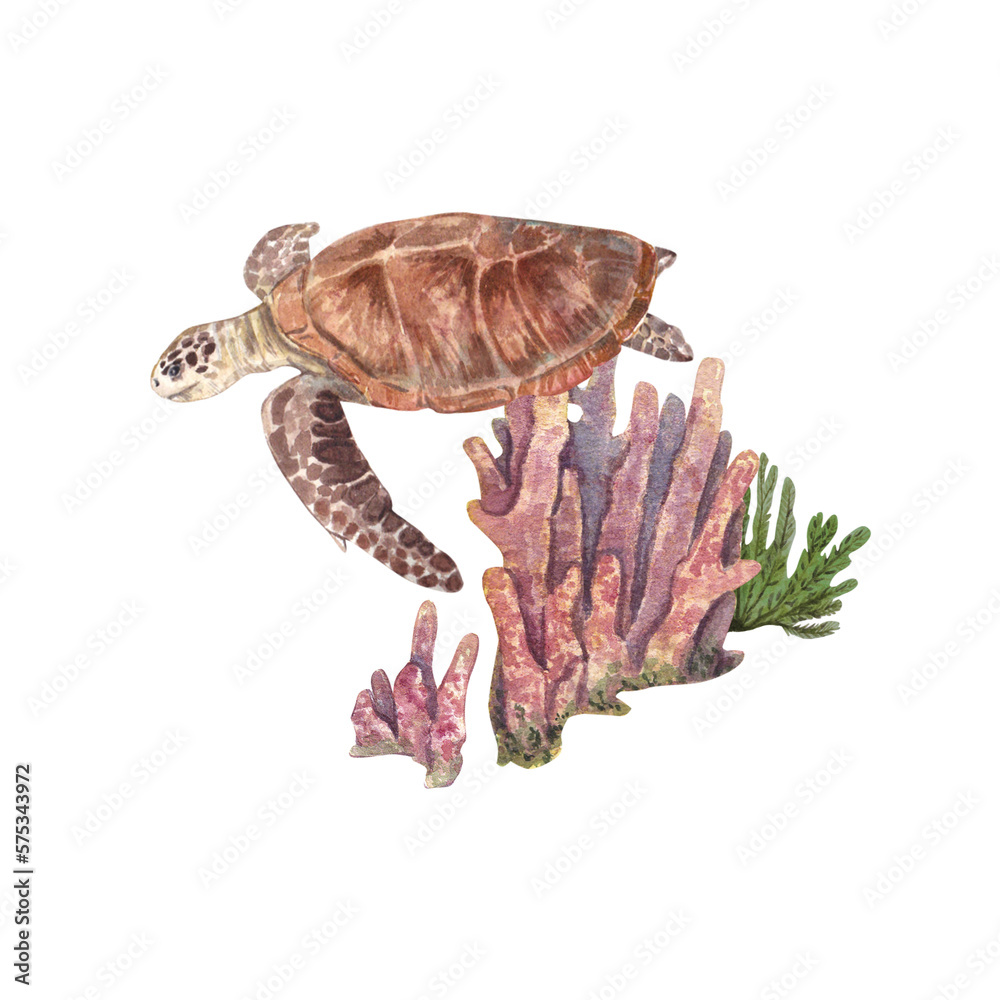 Obraz premium Sea turtle on a background of pink long corals, highlighted on a white background. Watercolor illustration of marine animals and plants. The drawing is suitable for postcards, websites, design.