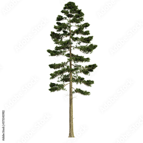 tree isolated on white background, 3d render © Gbor