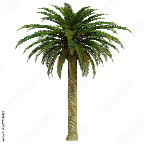 tropical palm tree isolated on white background, 3d render