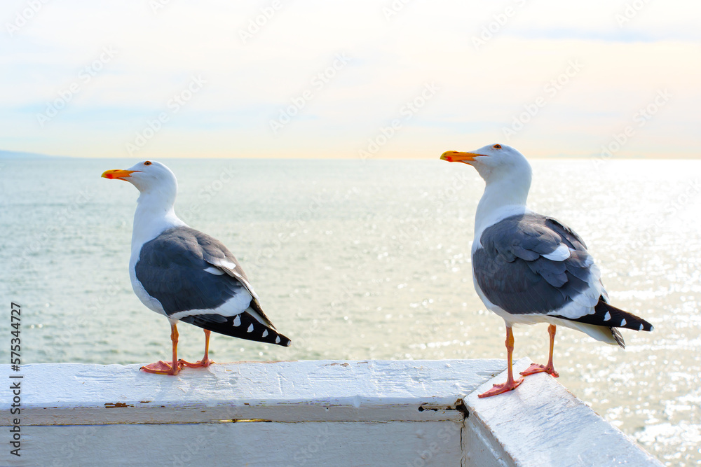 Seagulls perched on wooden railings by the ocean Seagulls perched on wooden railings by the ocean