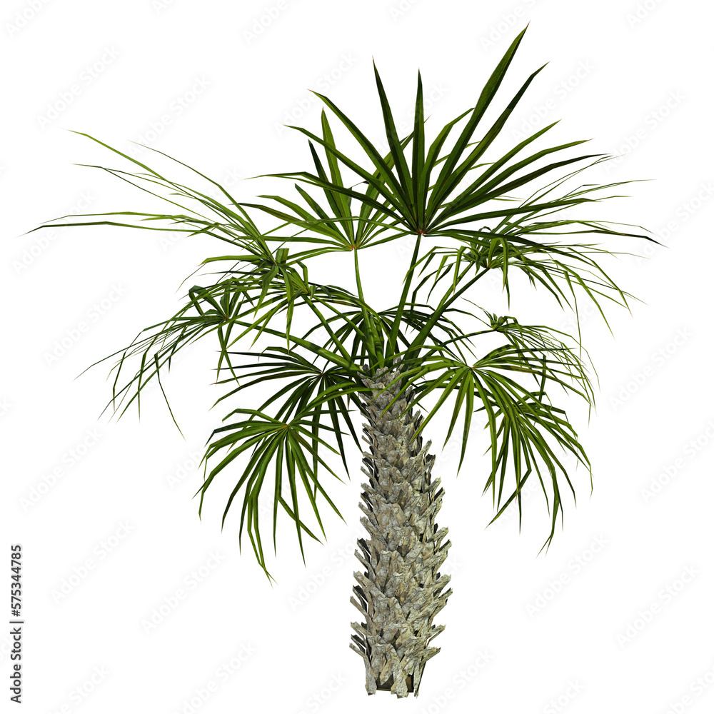 tropical palm tree isolated on white background, 3d render tropical palm tree isolated on white background, 3d render