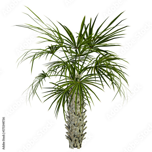 tropical palm tree isolated on white background, 3d render © Gbor