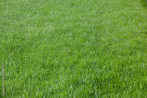 Wiese mit grünem Gras im sommer