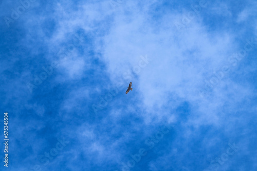 Aguilucho en vuelo