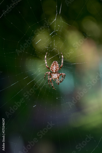 pająk © Pawel