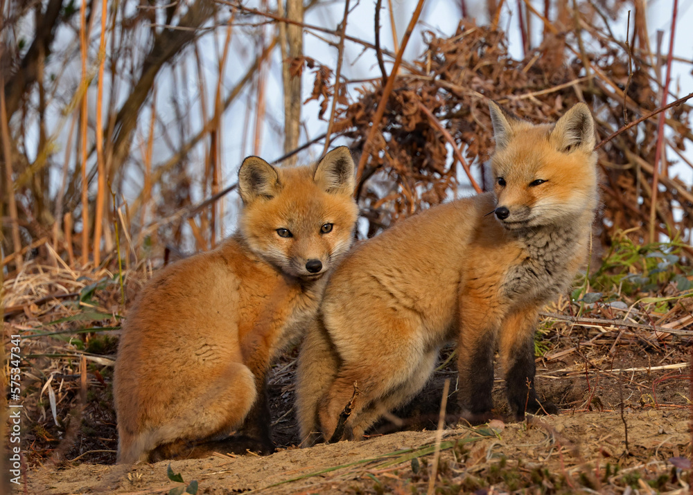 Fox Kits in the Brush