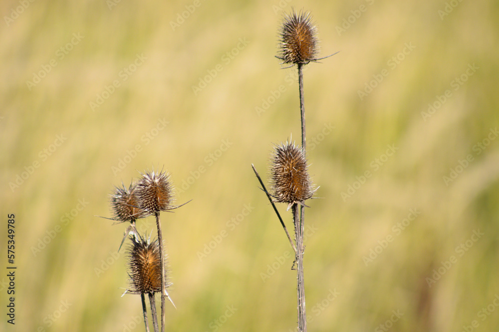 Closeup of brown cutleaf teasel seeds with blurred background Closeup of brown cutleaf teasel seeds with blurred background