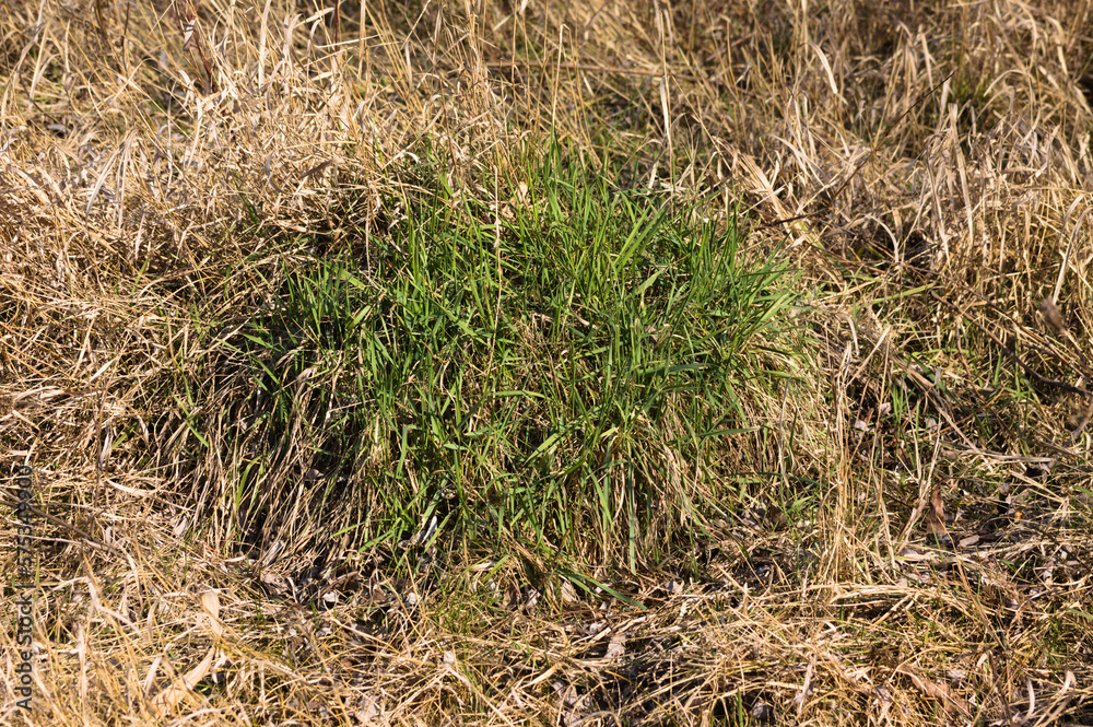 Closeup of green grass with yellow grass around Closeup of green grass with yellow grass around