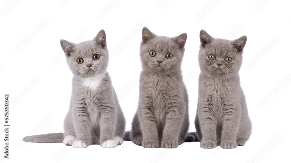Row of 3 British Shorthair cat kittens, siting beside each other. All looking towards camera. Isolated cutout on a transparent background.